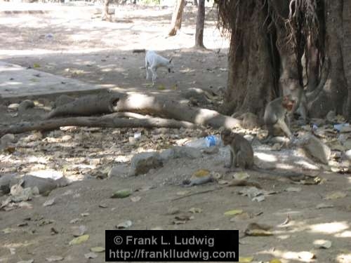 Monkeys, Death, Wake, Grief, Elephanta Island, Maharashtra, Bombay, Mumbai, India